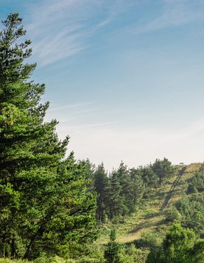 Forest landscape on a sunny day with wind turbines generating electricity in the background. Nature and ecological energy production concept.